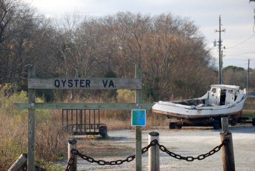 Oyster United States (US)